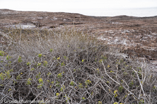 Galapagos-Pflanzen1.jpg
